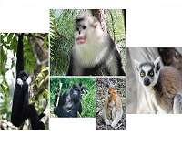 95% of lemur population facing extinction: conservationists