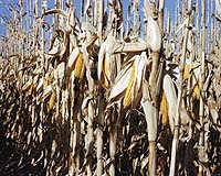 Rabobank Analysts Discuss The Food Versus Fuel Debate