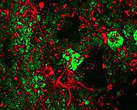 Process Used By Microbes To Make Greenhouse Gases Uncovered