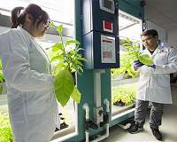 Blue-green algae promises to help boost food crop yields