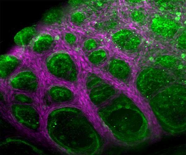 Humble lizards offer surprising approach to engineering artificial lungs