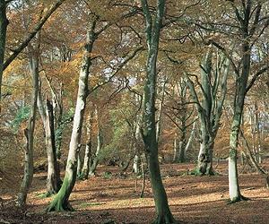 U.K. says forest-sale plans still alive