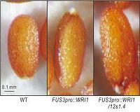 Increasing production of seed oils