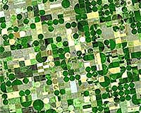 Biofuels, food crops straining world water reserves: experts