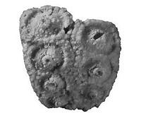 Newly discovered fossil sea urchin is the oldest of its kind