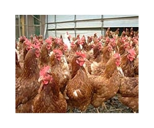 KFC parent company sorry over China chicken scare