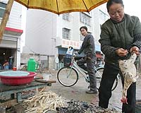 Deadly bird flu strain confirmed in Hong Kong