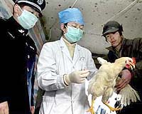 Online gamers rehearse real-world epidemics