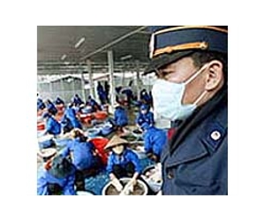 Vietnam culls over 2,500 chickens in bird flu fight