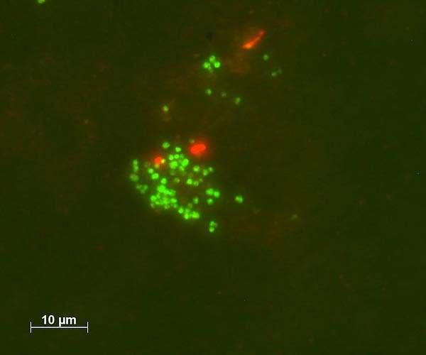 From the oilfield to the lab: How a special microbe turns oil into gases