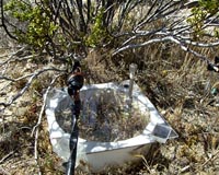 Nitrogen Loss Threatens Desert Plant Life