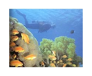 Coral reefs quickly create new species