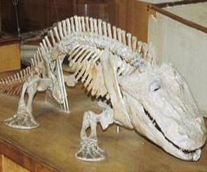Did bone ease acid for early land crawlers?