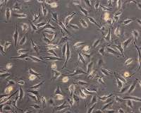 Growing tissues in space