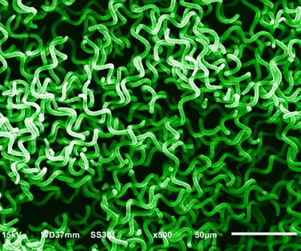Arctic microalgae photosynthesize in near-darkness, study finds
