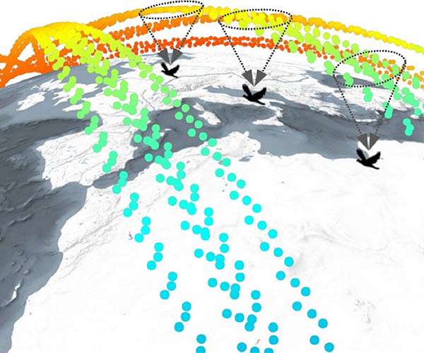 Swarm yields new insight into animal migration