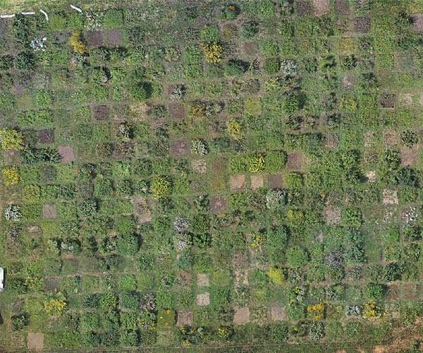 Space lasers, AI used by geospatial scientist to measure forest biomass