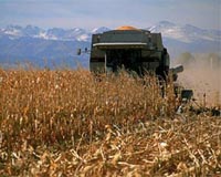 Indiana Corn Acres Decrease As Ethanol Production Increases