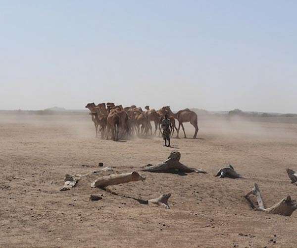 In drought-stricken Ethiopia, the herders' heartache