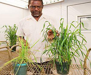 Studies Show Biosolids Can Boost Soil Phosphorus Levels for Years