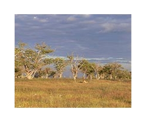 Namibia's landmark quiver trees dying from climate change