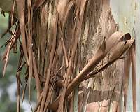 Branching out: Making graphene from gum trees