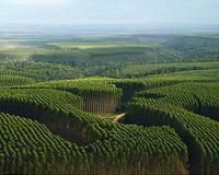 Can jet fuel be grown on trees?