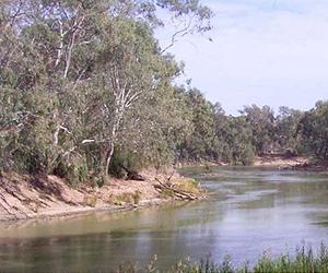 The Impact Of Eucalyptus Plantations On River Ecology