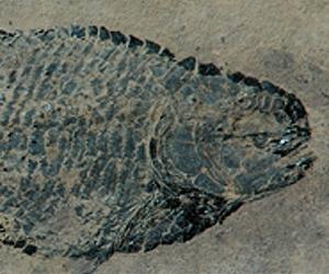 Chinese Fossil Site Shows Long Recovery Of Life From Largest Extinction