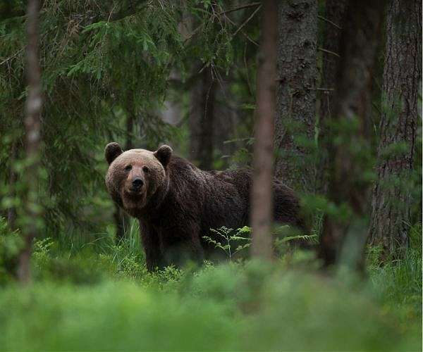 Japan loosens gun rules as bear attacks rise