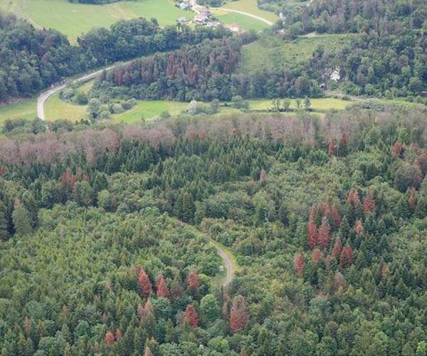 Why are forests turning brown in summer