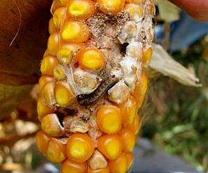 Corn pest decline may save farmers money