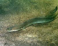 Man guilty of slipping eels into Asian black market