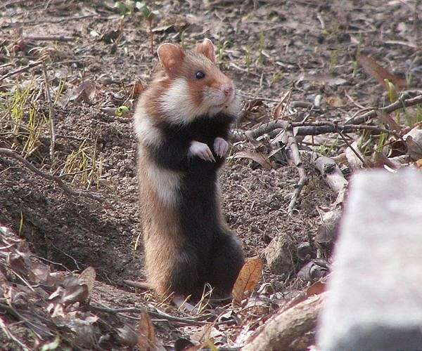Hong Kong warns animal lovers not to obstruct hamster cull