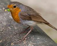 Europe has 421 million fewer birds than 30 years ago: study