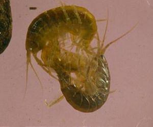 Predators vs. alien: European shrimps win predatory battles with an American invader