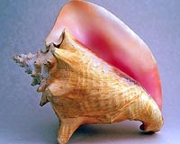 Mexico's conch shells yield clues into effects of warming