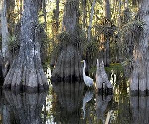 Everglades still in decline, group says