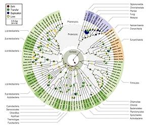 Subtle Shifts, Not Major Sweeps, Drove Human Evolution