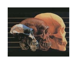 Genetics suggest global human expansion