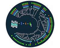 Bacteria's password for sporulation hasn't changed in over 2 billion years
