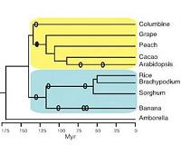 New functions for 'junk' DNA?