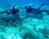 Global coral bleaching may be ending, US agency says