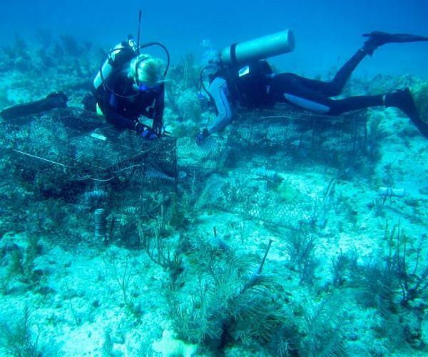 Huge groupers, the joy of Florida divers, are now 'vulnerable'