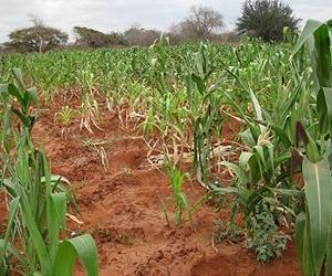 Maize hybrid looks promising for biofuel
