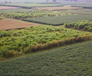 Switch from corn to grass would raise ethanol output, cut emissions