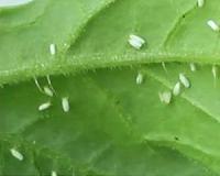 Pesticide-resistant whitefly could 'devastate' many US crops