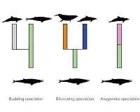 Explaining differences in rates of evolution