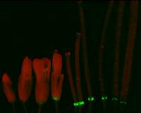 Molecular feedback loop gives clues to how flowers drop their petals