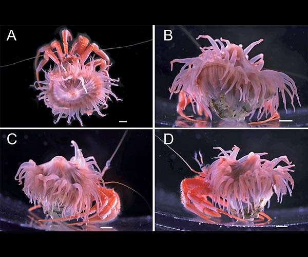 An amazing symbiotic relationship in the deep sea